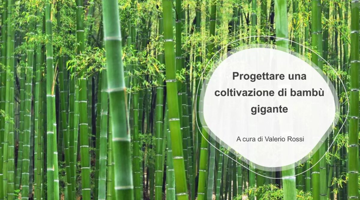 Progettare una coltivazione di bambù gigante