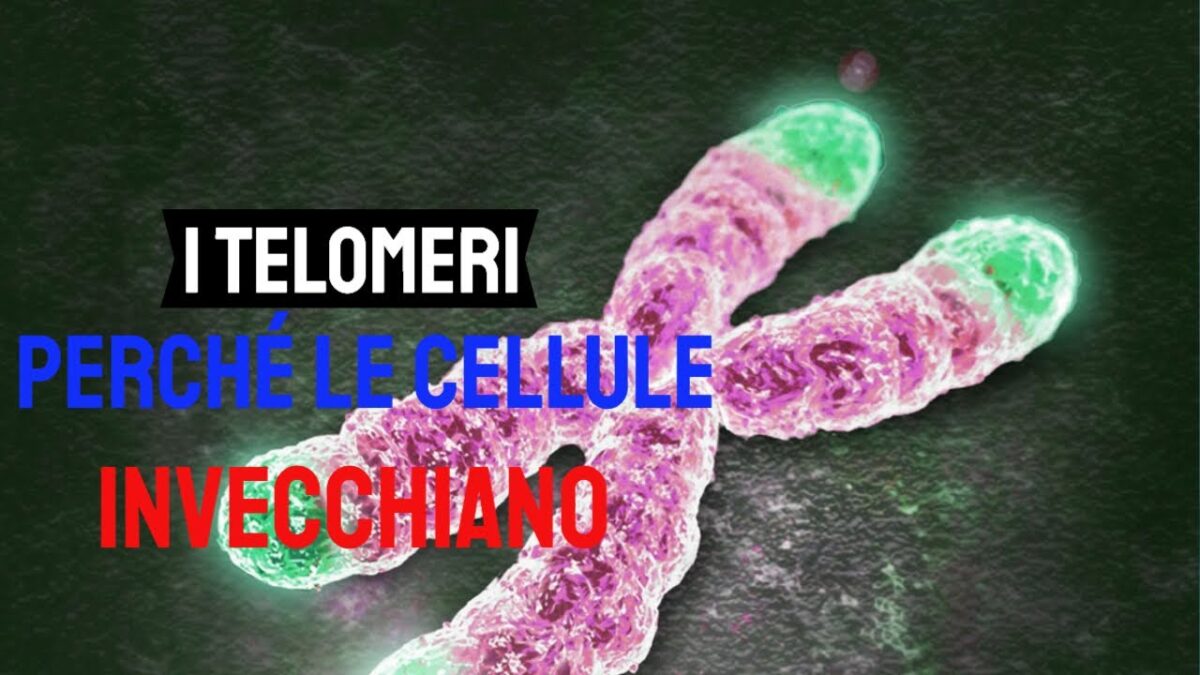 Stress e rigenerazione: i telomeri